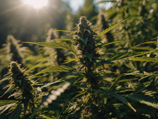 Leonardo_Kino_XL_I_need_a_169_image_focused_on_nice_life_like_1